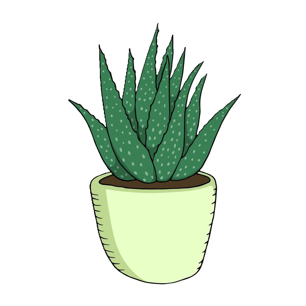 Aloe plant